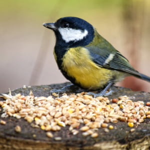 Bird Feeders