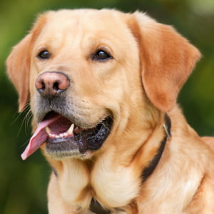 Dog Supplies