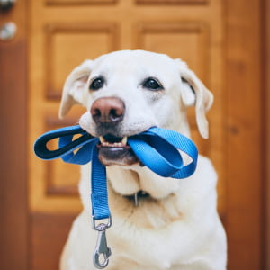 Pet Walking & Grooming