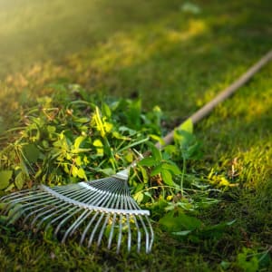 Rakes & Brushes