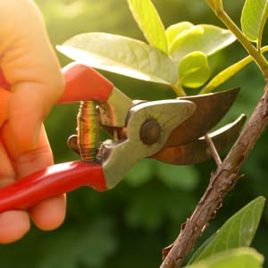 Secateurs, Shears & Loppers