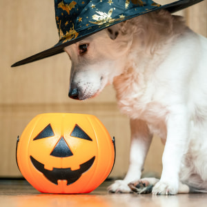 Halloween Pets Halloween Pets